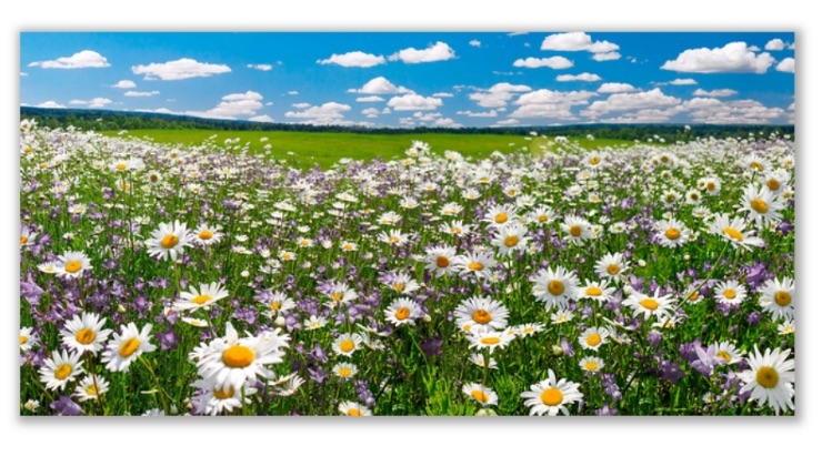 Üveg - kép infrapanel Daisy meadow (600 W) Új termék!