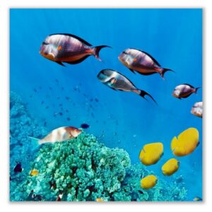 Üveg - kép infrapanel Sea 2 (300 W) Új termék!